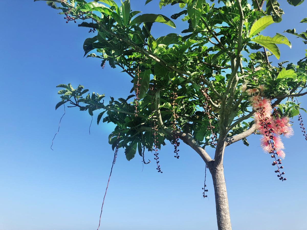 צ'צ'נג Pisces Garden B&B מראה חיצוני תמונה