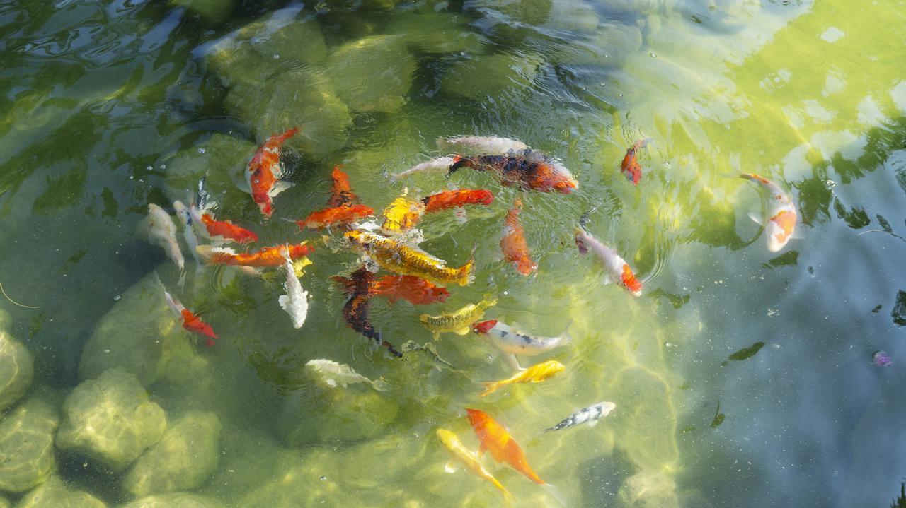 צ'צ'נג Pisces Garden B&B מראה חיצוני תמונה